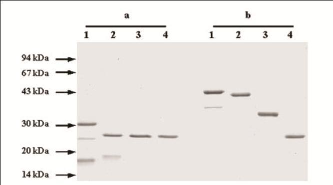 renaturált fehérjéket ioncserélő kromatográfia (Q-Sepharose Fast Flow, Mono-S) segítségével homogenitásig tisztítottuk.
