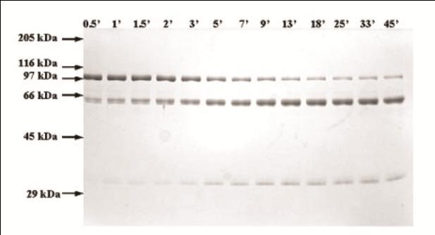 C2 C4 k cat /K M (M -1 s -1 ) k cat /K M (M -1 s -1 ) MASP-2 CCP1/2-SP 5x10 5 ±9x10 3 5,5x10 5 ±5x10 4 MASP-2 CCP2-SP 1,3x10 6 ±2x10 5 5,7x10 6 ±5,510 5 MASP-2 SP 2,5x10 6 ±1,3x10 6 1,3x10 5 ±3,0x10