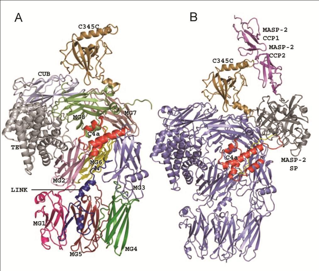 C4 fehérjével. Sikerült meghatároznunk a komplex térszerkezetét 3,75 Å (PDB kód: 4FXG) és a szabad C4 szerkezetét 3,6 Å felbontásban (PDB kód: 4FXK) (Kidmose és mtsi., 2012) (19. ábra).
