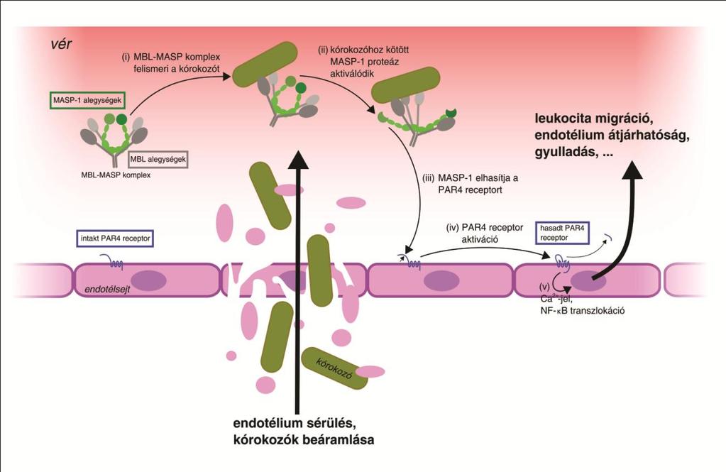 immunrendszerre egyébként is nagyfokú redundancia jellemző, egy adott veszély szignál egyszerre több párhuzamos védekezési útvonalat is mozgósít, ezzel biztosítva a hatékony választ. 44.