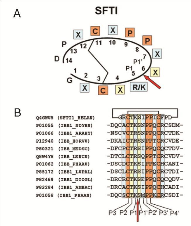 inhibitort (SFTI) választottuk, ami a legkisebb természetes tripszin inhibitor (Luckett és mtsi., 1999). Az SFTI 14 aminosav hosszúságú ciklopeptid, ami egy diszulfid hidat is tartalmaz.
