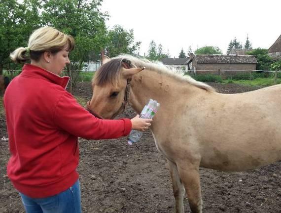 Erre a célra - a göttingeni egyetem vizsgálatához és a huculösvény egyik feladatához hasonlóan - kiürült PET palackot használtunk, amely nagyon erős zörgő és éles hangot ad ki