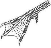 földigiliszta keresztespók hangya tavikagyló 10. A képeken négy madárfaj csőre és lábai láthatók.