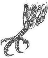 A B C D 1 2 3 4 b) Válassz a madárfajok neveiből, melyekhez az ábrázolt csőrök és lábak tartoznak.