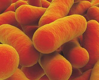 pesticide residues in food (Árpád Ambrus, Zsuzsa Farkas, Zsuzsanna Horváth, Gabriella Suszter) Clostridium difficile: új
