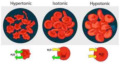Izotóniás oldatok: ha két különböző oldat ozmózisnyomása egyező Sejtek belsejével, 3,8 m%-os
