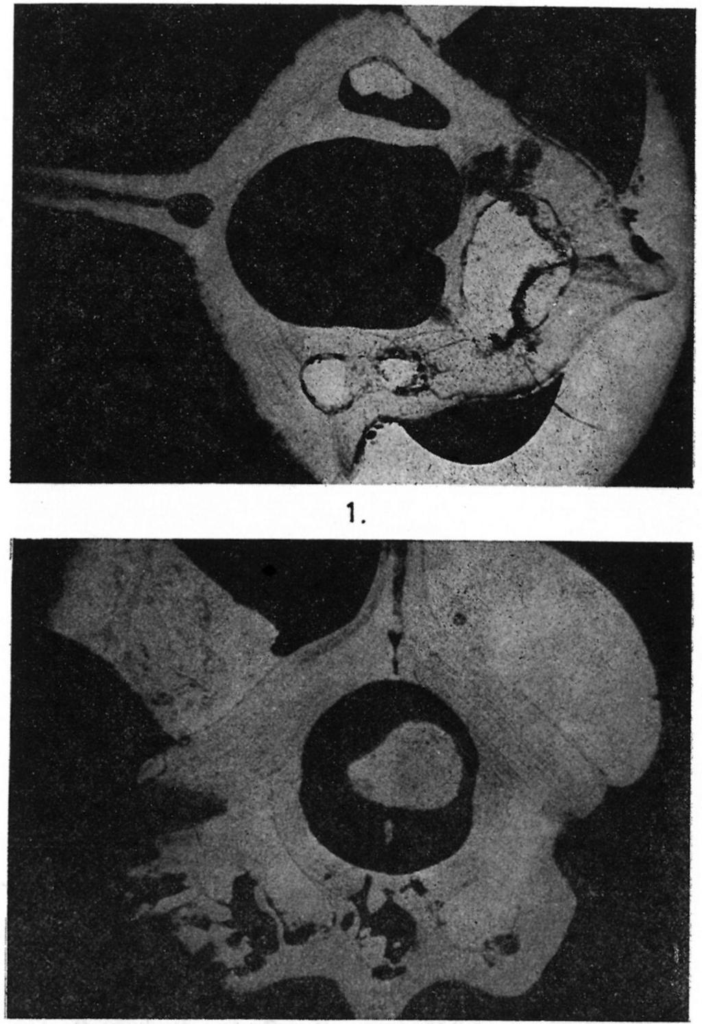 Vertebrata