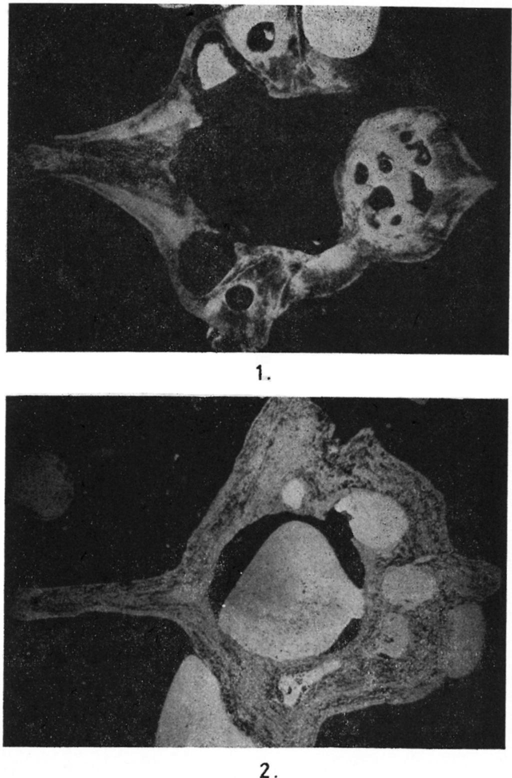 pliocén Vertebrata