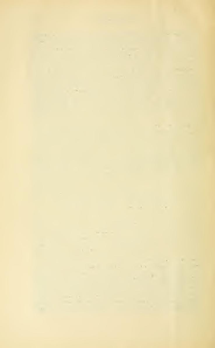 ' i A lt; Dr. Chyzer Kornél, 7uqiti1iuti.it és ugyancsak azon növény virágján Stenopterus flavicornist (8 péld.