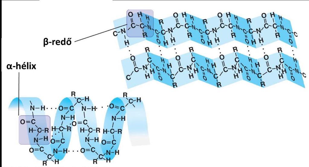 Aszparaginsav / Glutaminsav 3 CuS 4 C n=1,2 n C C n 2 Cu 2 C n BnI ac 3 BnC 2 Cu 2 BnC n n 2 S 3 C n CBn pep n CBn 2 /Pd/C pep n C A fehérjék szerkezete A fehérjék primer (elsődleges) szerkezete az