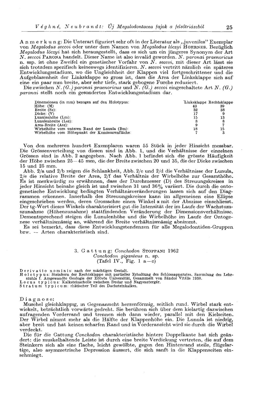V é g h n e, Neubrandt: Új Megalodontacea fajok a felsőtriászból 25 Anmerkung: Die Unterart figuriert sehr oft in der Literatur als juveniles" Exemplar von Megalodus seccoi oder unter dem Namen von