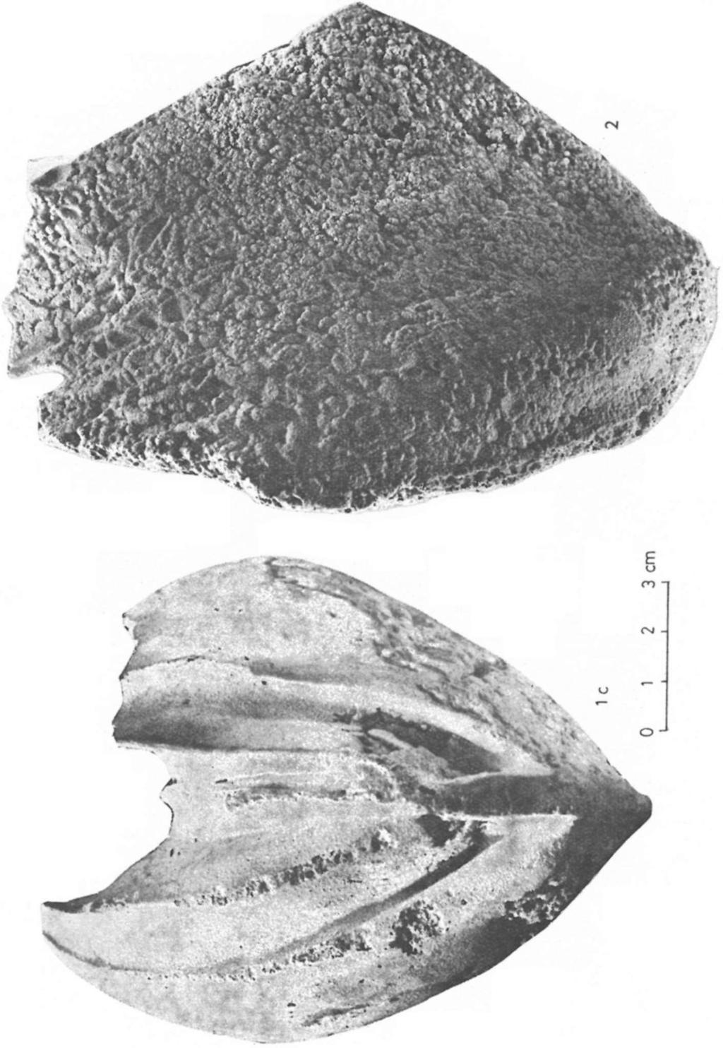 Megalodonlacea fajok