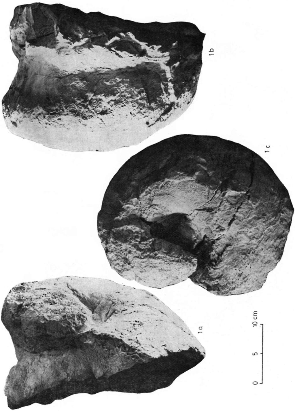 Megalodontacea fajok a