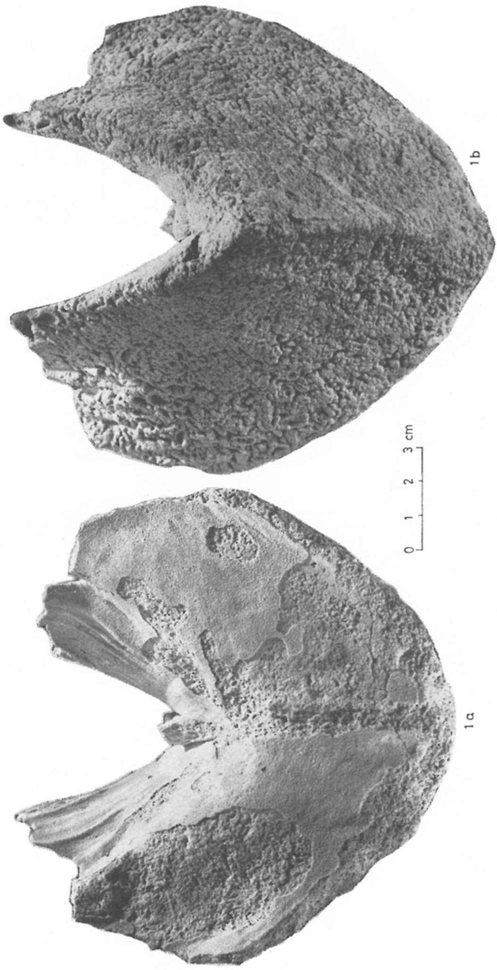 Megalodontacea fajok