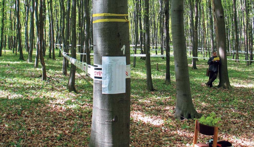 Jelölõversenyek és értékelésük Az erdõgazdálkodás szakmai színvonalának, az erdõmûvelési elvek, stratégiák terepi alkalmazásának legfontosabb eredménye a gyakorlatban az, hogy melyik fára kerül a