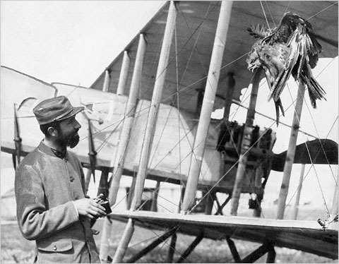 Legelsők.. (9) A legelső, fényképen dokumentált madárral való összeütközés a levegőben 1916.