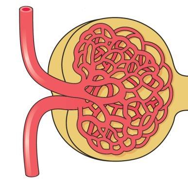 Naponta 180 g glukóz filtrálódik Glomerulus Proximalis tubulus Distalis tubulus Gyűjtőcsatorna S1 S2 Glukóz filtráció SGLT2 90% SGLT1 10%