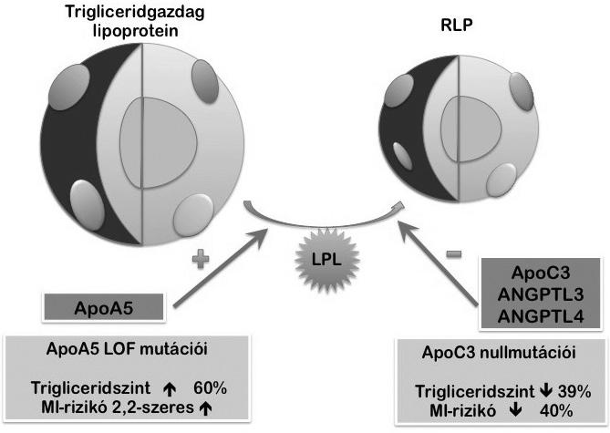 3. ábra A lipoproteinlipáz szabályozza a TG-ben gazdag lipoproteinek remnant lipoproteinné (RLP) alakulás folyamatát, az enzim működését befolyásoló apoproteinek mutációi a szívinfarktus kockázatát