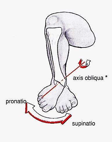 extensor hallucis longus, m.