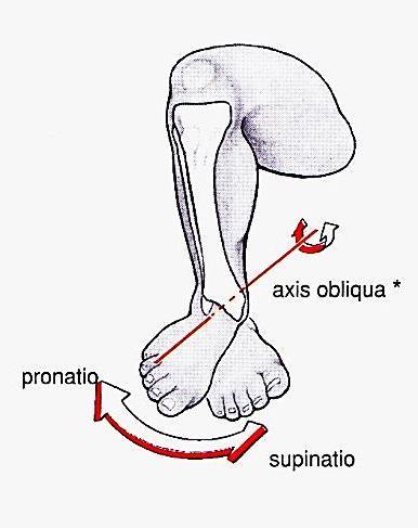 extensor hallucis longus, m.