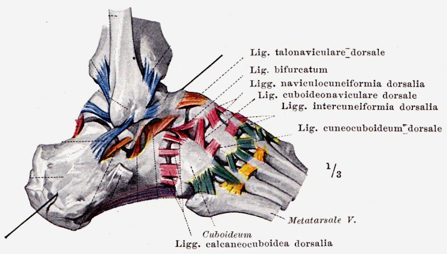 további ízületek c) Articulatio tarsi transversa (Chopart-ízület) caput tali, calcaneus és os naviculare, os cuboideum között talus