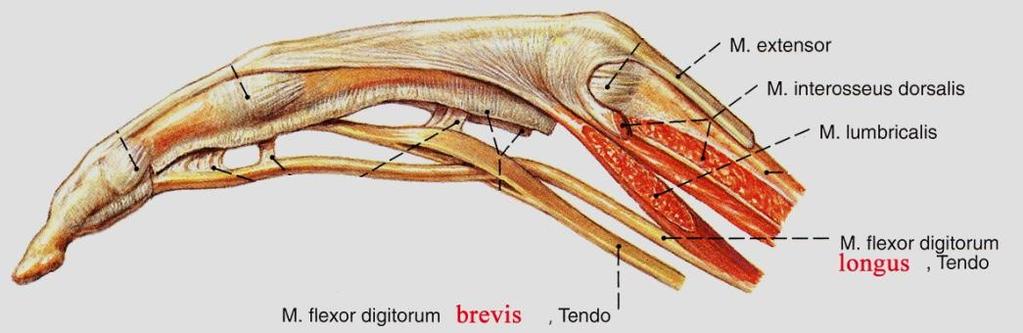 lumbricales Mm. interossei dorsales et plantares Flexió középízület: M.