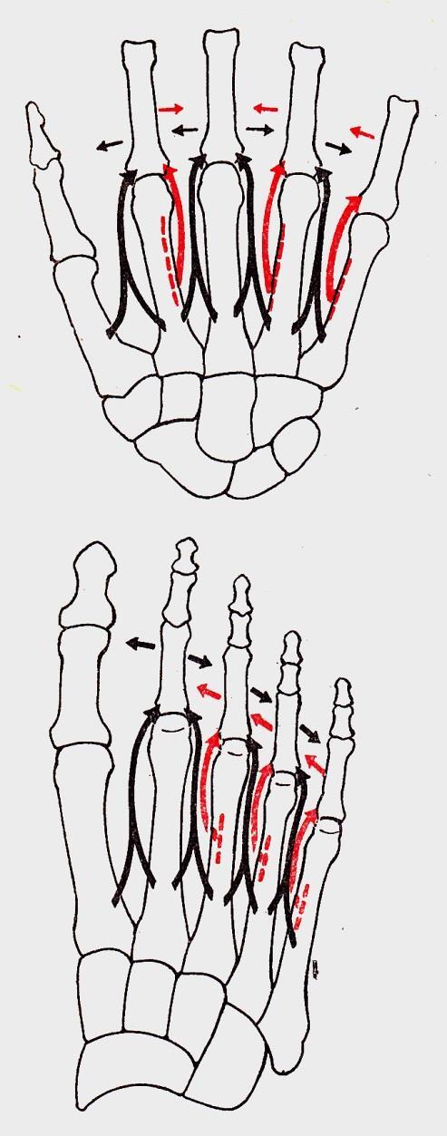 Lábujjak ízületei Benninghoff Articulationes metatarsophalangeae Extenzió M. extensor hallucis longus et brevis M. extensor digitorum longus et brevis Flexió Mm. lumbricales Mm.