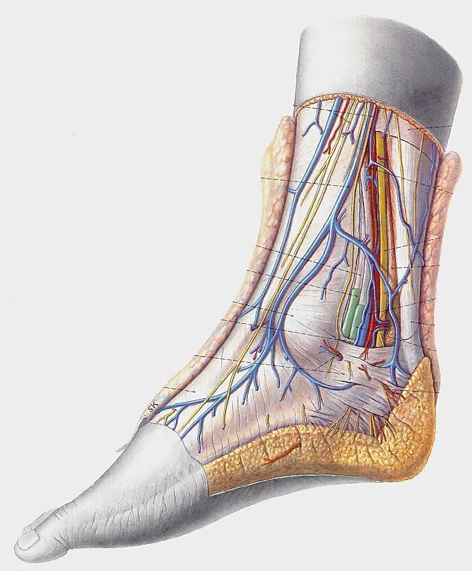 Ínhüvelyek Pernkopf Vagina tendinum mm.