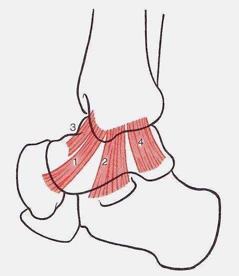 Articulatio talocruralis tok: vékony és laza, de: + legyezőformájú szalagok (az ízületet minden állásában szalagok stabilizálják):