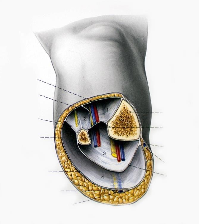 peroneus profundus Peroneusrekesz: M. peroneus longus M.