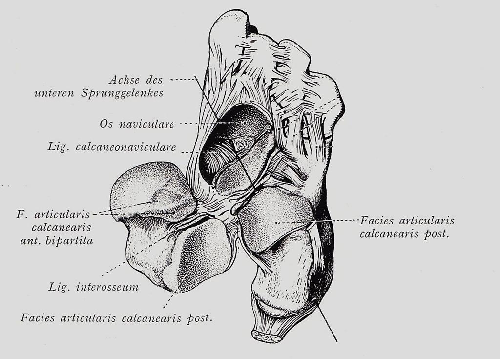 Alsó ugróízület Benninghoff az ugrócsont (talus) alatt két részízületre osztva: 1.