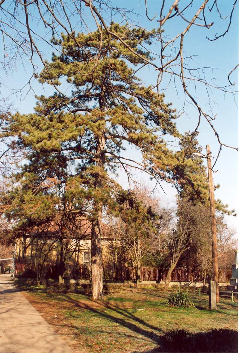 Sorszám: 5. Védendő objektum megnevezése: Fekete fenyő (Pinusnigra) Vizsgálat ideje: Címe: Helyrajzi száma: 178. Javasolt védelem: 2002. szeptember Fegyvernek, Szent I. tér.