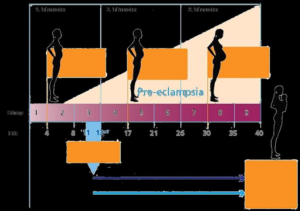 Preeclampsia kialakulása kezdetét veszi