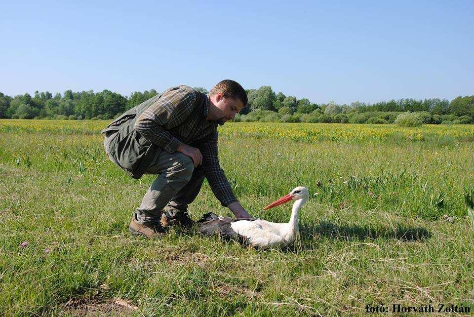 Fehér gólya a Dráva Kapu Bemutatóközpont madárrepatriálójában Somogyszobról került április végén a Duna- Dráva Nemzeti Park Igazgatóság drávaszentesei madárrepatriálójába egy legyengült felnıtt gólya.
