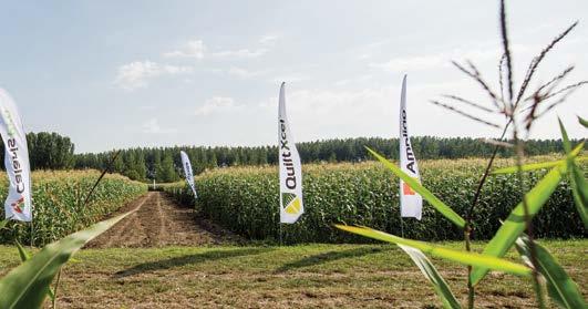 CSEMEGEKUKORICA NÖVÉNYVÉDELME Hernyókártevők ellen Hatóanyag: azoxistrobin, propikonazol Dózis: 1,0 l/ha Az Ampligo rovarölő szer kiváló hatékonysággal és hoszszú tartamhatással lép fel a