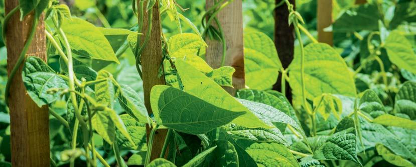 ZÖLDBAB NÖVÉNYVÉDELME Magról kelő egyszikű növények ellen Hatóanyag: S-metolaklór Dózis: 1,4-1,6 l/ha A zöldbab növényvédelme a kultúra gyommentes állapotának megőrzését, a talajlakó és a felszínen