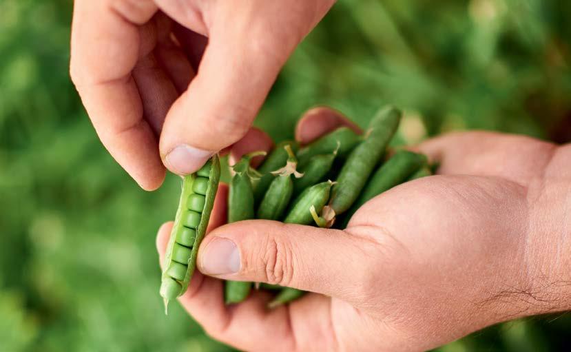 A Syngenta a lehető legnagyobb gondossággal járt el ezen tájékoztató összeállításakor, valamint a fajták betegség ellenállóságának tesztelésekor, mely megfelel a hivatalos eljárásoknak.