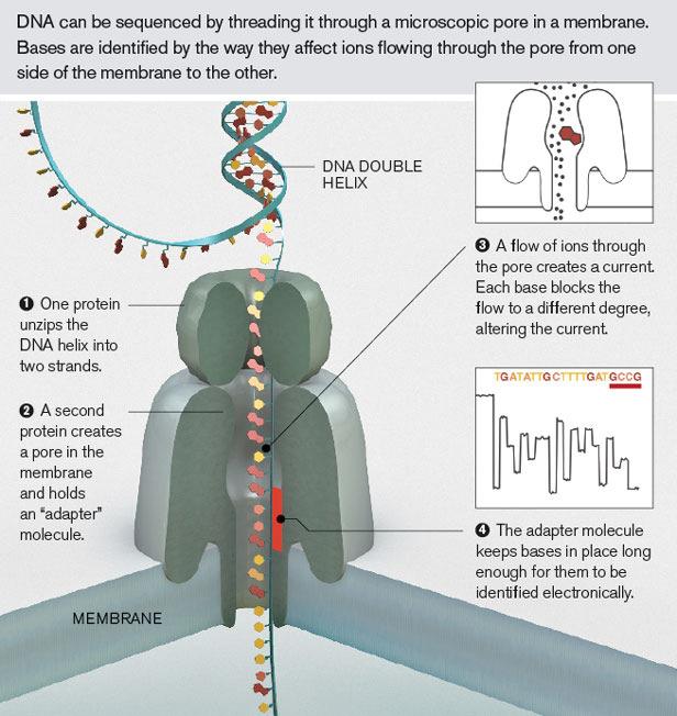 TSMS (True Single Molecule Sequencing) Valódi egymolekulás szekvenálás) 5.