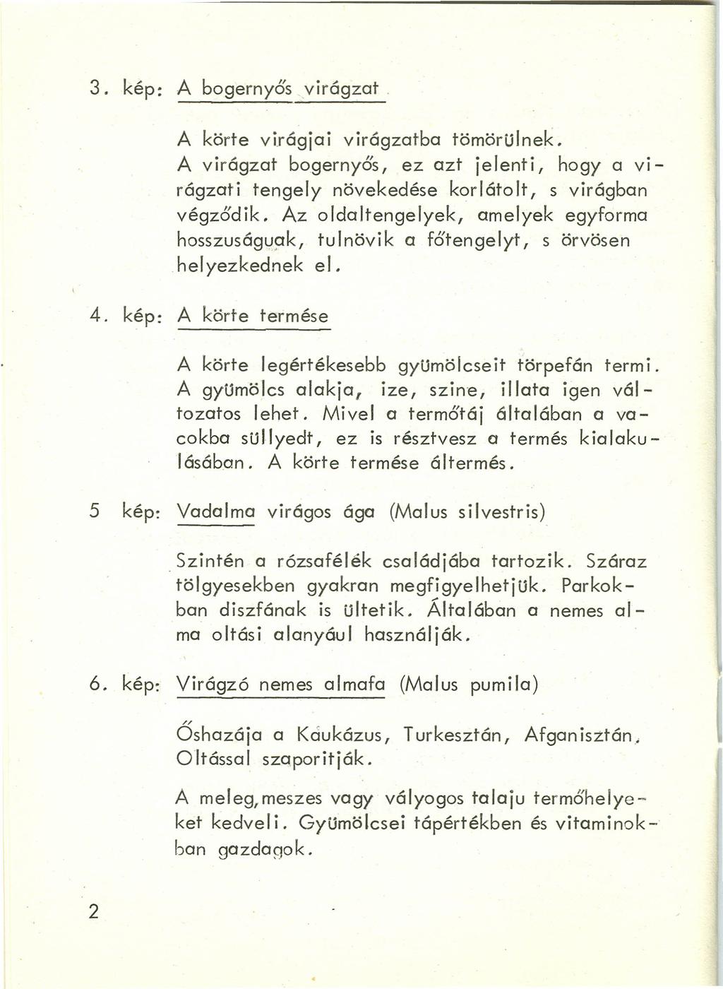 3. kép: A bogernyős virágzat. A kör+e virágjai virágzatba törnörülnek A virágzat bogernyős, ez azt jelenti, hogya virágzati tengely növekedése korlátolt, s virágban végződik.