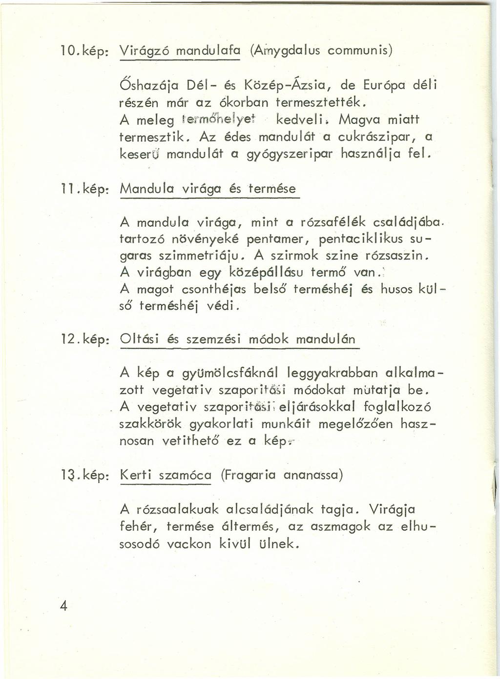 10. kép: Virágzó mandulafa (Amyqdo lus communis) Őshazája Dél- és Közép-Ázsia, de Európa dél i részén már az ókorban termesztették. A meleg termőhelyet kedveli. Magva miatt termesztik.