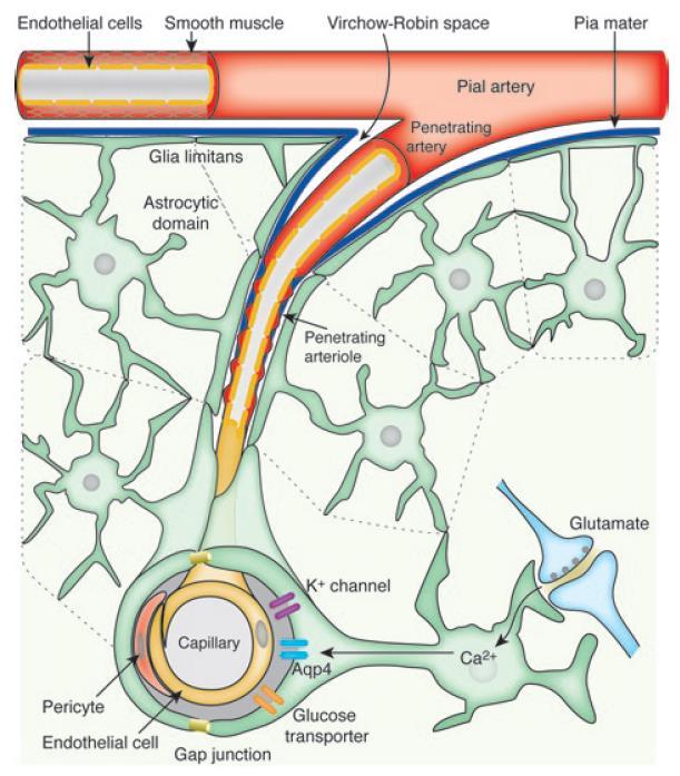 Simaizom réteg Bevezetés -2018. szeptember 6. Az agyi keringés szabályozása Autoreguláció: Stimulus: nyomás, nyíróerő Receptorok: endothelium Neurogén szabályozás - Külső eredetű (e.g. trigeminális rendszer) - Belső eredetű (e.