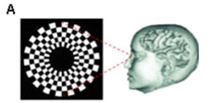 vérátáramlás változása és a neuronális aktivitás mértéke