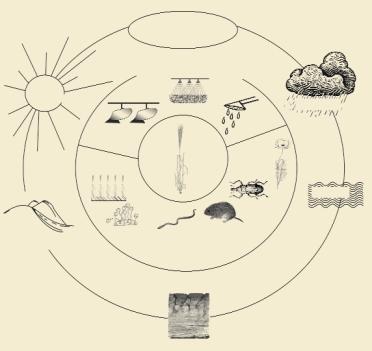 Atmoszféra CO 2 O 2 N 2 Agrotechnikai tényezôk Napfény Hômérséklet Talajmûvelés Herbicidek Öntözés Csapadék N P K mûtrágyák Intraspecifikus konkurencia Interspecifikus konkurencia Talajvíz Paraziták