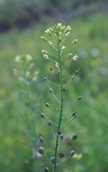 (Anthoxanthum puelii)