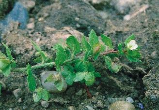 Kis gomborka (Camelina