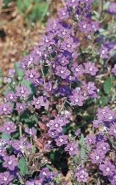 (Lathyrus aphaca) 134.