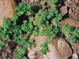 28. ábra. A kis ugarpalástfû (Aphanes microcarpa) európai areája (MEUSEL et al. 1965 nyomán). A kis ugarpalástfû hazai elôfordulása a zárt areáján kívülre esik.