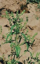 137. kép. Egynyári szélfû (Mercurialis annua) 138. kép. Keleti szarkaláb (Consolida orientalis) jellegû a mikroklíma, pl. száraz és könnyen felmelegedô homoktalajokon.