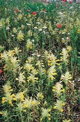kép. Az apró szulák (Convolvulus arvensis)
