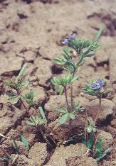 Ujjaslevelû veronika (Veronica triphyllos)